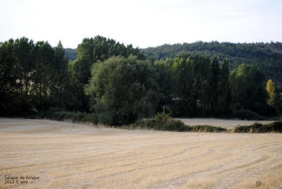 _DSC0211.JPG (355332 bytes)