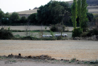 _DSC0216.JPG (343580 bytes)