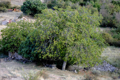 _DSC0241.JPG (739520 bytes)
