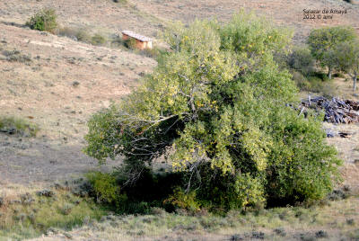 _DSC0249.JPG (670623 bytes)