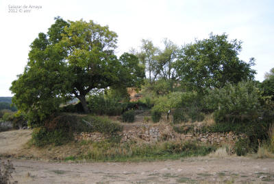 _DSC0288.JPG (483554 bytes)