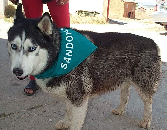 socio_canino.jpg (41302 bytes)