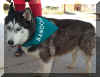 socio_canino.jpg (41302 bytes)