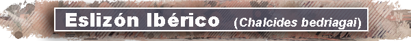 barra