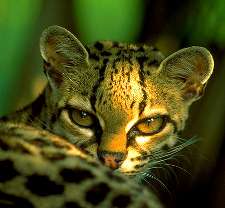 margay - foto belizezoo.org