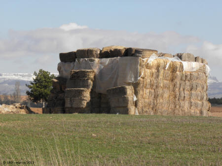 P3054937.JPG (494092 bytes)