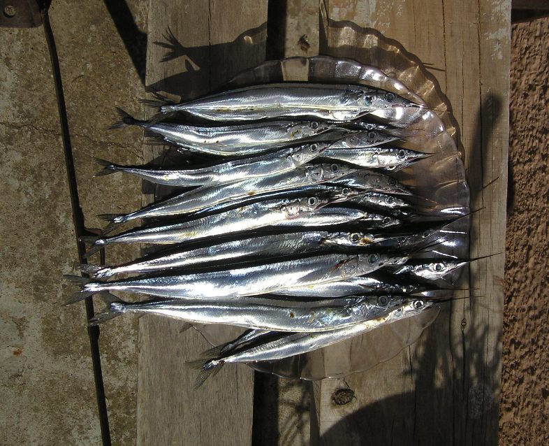 Agujas compradas en Pescadería Maxi - Villadiego - Octubre 2005 - ¡estaban vivas!